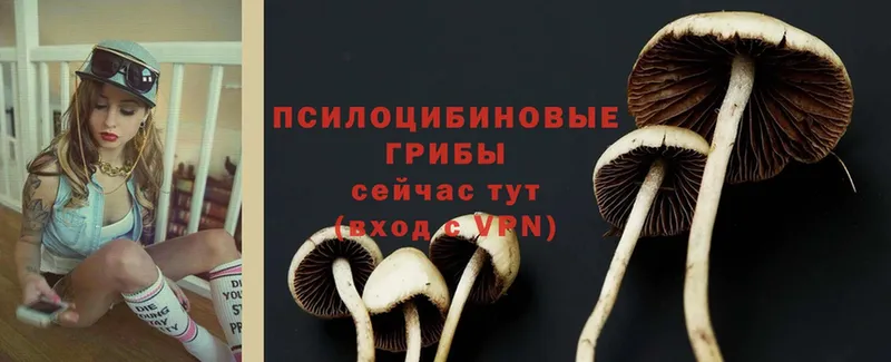 Галлюциногенные грибы Cubensis  Олонец 